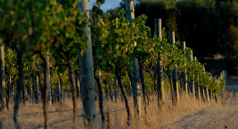 Wanted Man Vineyard